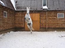 КСК "Трио"