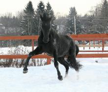 КСК "Эквиус"